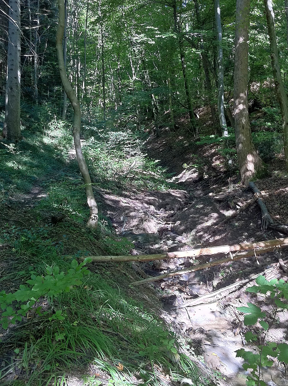 Ein gewundener Pfad durch einen schattigen Waldbereich mit hohen Bäumen und farbenfrohen Pflanzen, mit Text am unteren Rand.