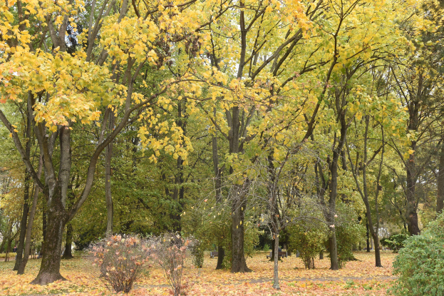 Ein Park mit hohen, üppigen Bäumen, die Schatten über verstreute Herbstblätter auf dem Boden werfen.