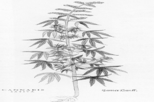 Eine Schwarz-Wei├č-Zeichnung einer Cannabispflanze mit den Worten "Cannabis Sativa" darunter.