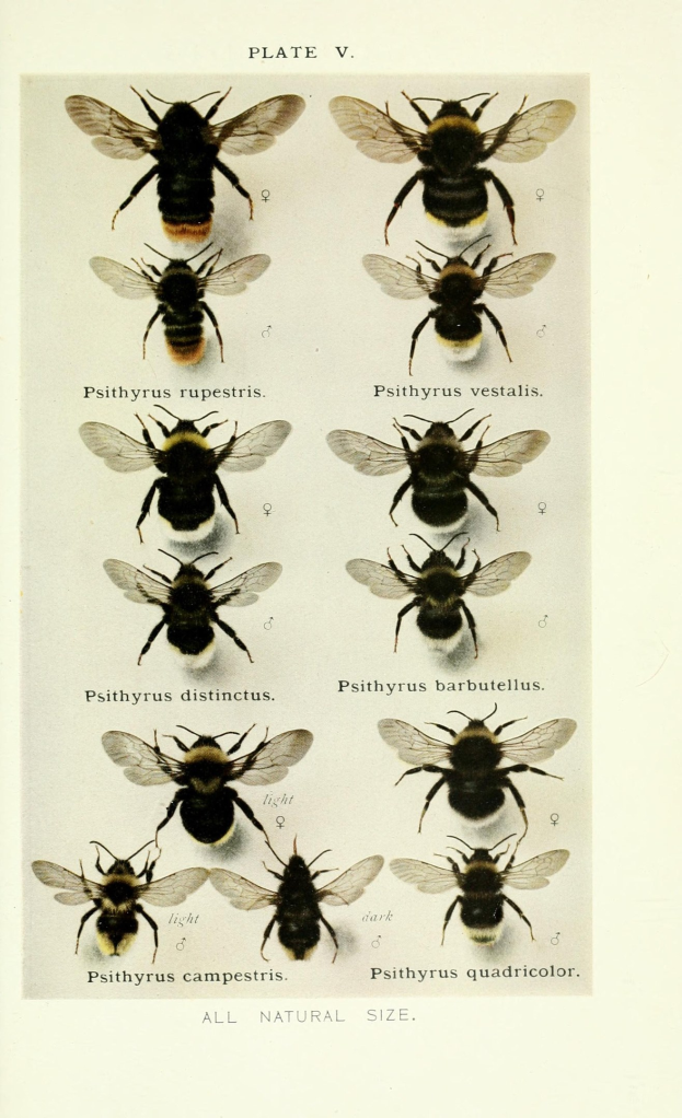 BPOL NRW: Tierrettung - Bundespolizei und Feuerwehr retten Bienenstock und Mauswald in Köln