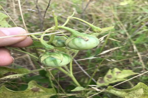 Eine Person hält einen Bund grüner Tomaten an einer Pflanze, mit Schimmel an den Tomaten, vor einem Hintergrund aus Pflanzen und Gras.