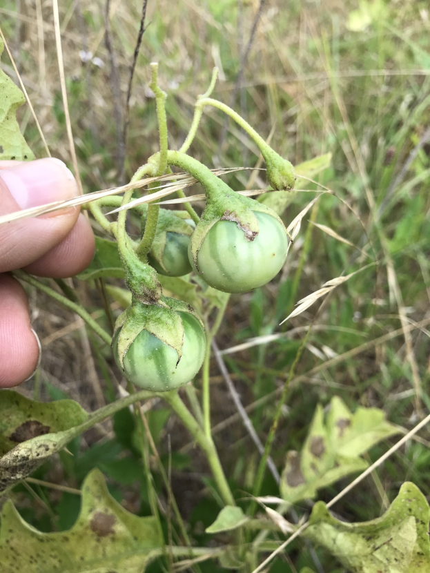 Eine Person hält einen Bund grüner Tomaten an einer Pflanze, mit Schimmel an den Tomaten, vor einem Hintergrund aus Pflanzen und Gras.