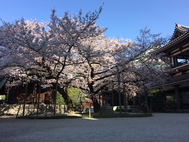 Kirschblüten in voller Blüte vor einem Gebäude, umgeben von saftigem Grün und Bäumen, mit einem klaren blauen Himmel im Hintergrund.