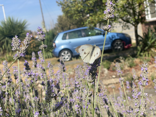 Ein blaues Auto, das vor einem Lavendelfeld mit einem weißen Schmetterling auf einer Blume, Bäumen, Pfählen und einem unscharfen Gebäude im Hintergrund geparkt ist.
