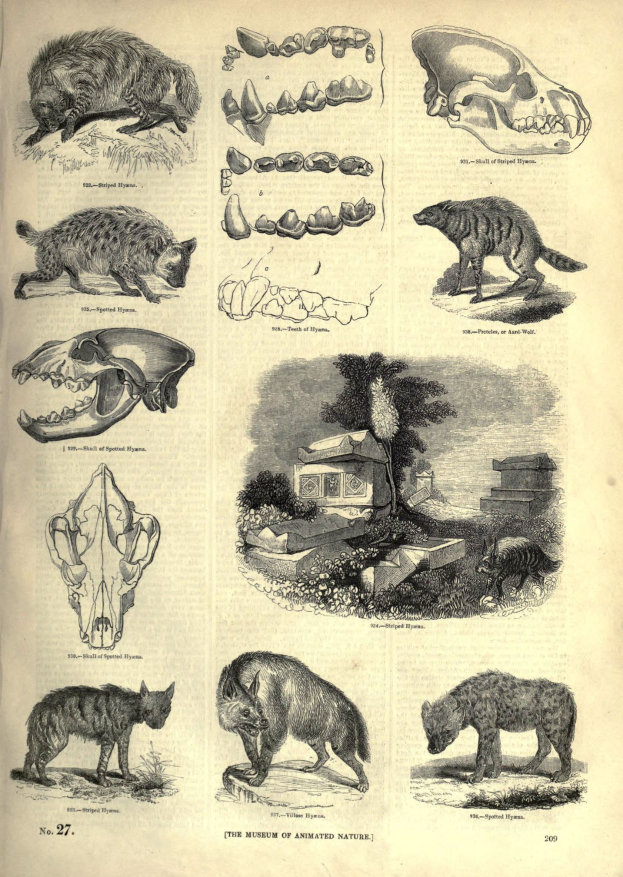 Eine Buchseite mit Illustrationen von einem Bär, Wolf, Katze, Baum und Haus, begleitet von beschreibendem Text.