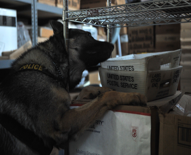 Ein schwarzer und brauner Polizeihund liegt auf einem Stapel Kisten in einem Lager umgeben von Kartonagen auf Regalen.